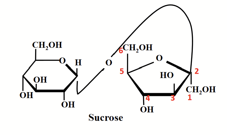 <p>Anomeric carbons of both glucose and fructose are involved in the glycosidic bond → non-reducing sugar.</p><p>Double-headed arrow: used to show the involvement of both anomeric carbon atoms in the glycosidic linkage.</p>