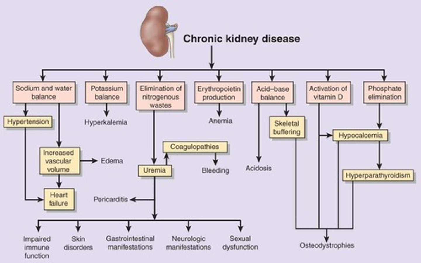 <p>Fluid overload, anemia, hypertension, and increased heart workload lead to heart disease; late stages may result in congestive heart failure (CHF) and pulmonary edema.</p>