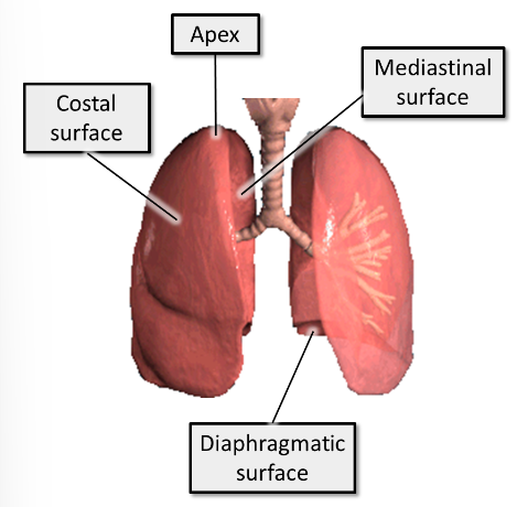 <ul><li><p><strong>1. Costal - </strong>close to ribs/costal cartilages and intercostal spaces&nbsp;</p></li><li><p><strong>2. Mediastinal - </strong>close to the mediastinum anteriorly and vertebral column posteriorly. This surface contains the&nbsp;<strong>hilum</strong> of the lung</p></li><li><p><strong>3. Diaphragmatic </strong>(<strong>base</strong> of lung) - sits on the diaphragm&nbsp;</p></li></ul>