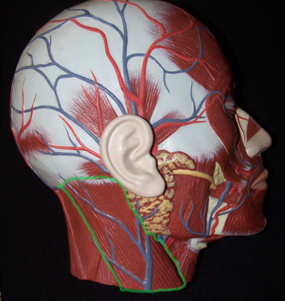 <p>Huge muscle on side of neck (superficial side).</p><p>Origin: Manubrium and Clavicle </p><p>Insertion: Mastoid Process</p>