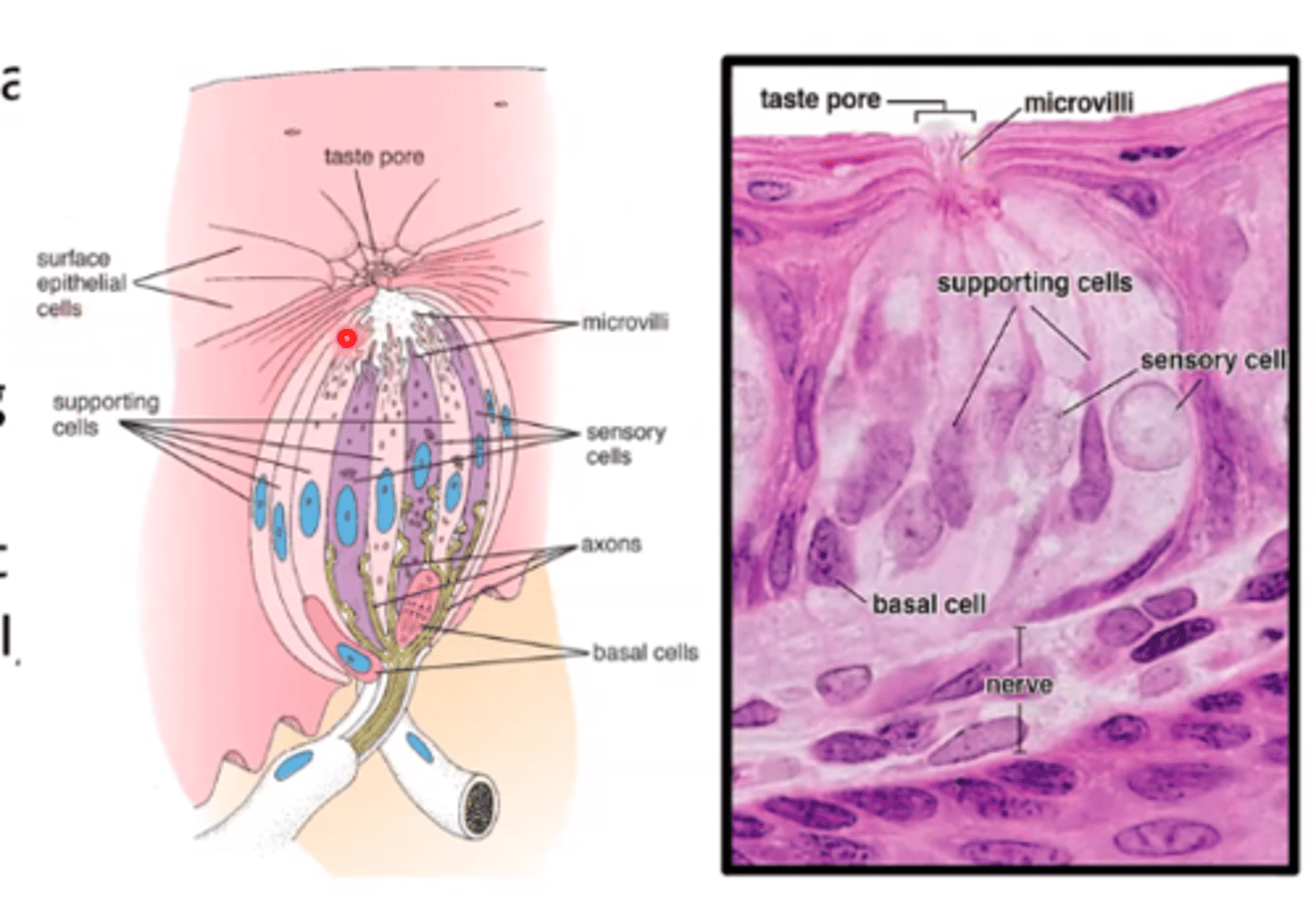 <p>Opening where tastants contact receptor cells.</p>