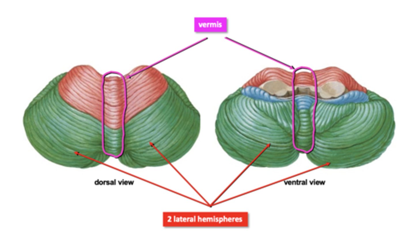 <p>Two hemispheres + Vermis</p><p>3 Lobes:</p><p>- Anterior</p><p>- Posterior</p><p>- Flocculonodular</p>