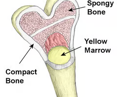 <p>contains red marrow</p>
