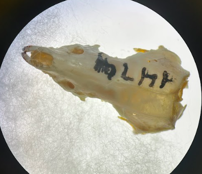 <p>Common Name?</p><p>Superorder?</p><p>Order?</p><p>Family?</p><p>Scientific name?</p>
