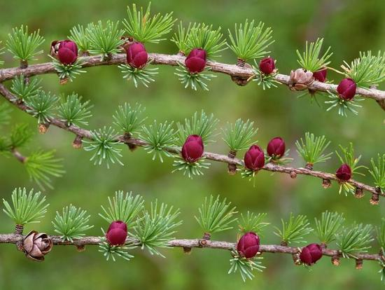 <p>Common name: Tamarack</p><p></p><p>Genus: Larix</p><p></p><p>Species: laricina</p><p></p><p>Family: Pinaceae</p>