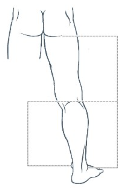 <p>The distance between the popliteal crease and the medial malleolus is </p>