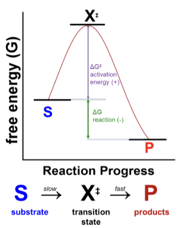 <p>It is dependent on a first order rate constant k<sub>uncat</sub> and the concentration of substrate [S]</p><p>V<sub>º</sub>=k<sub>uncat</sub>[S]</p><p>V<sub>º</sub>=measured rate of production of P from a solution of substrate (S) per unit of time</p><p>S→(k<sub>uncat</sub>)P</p>