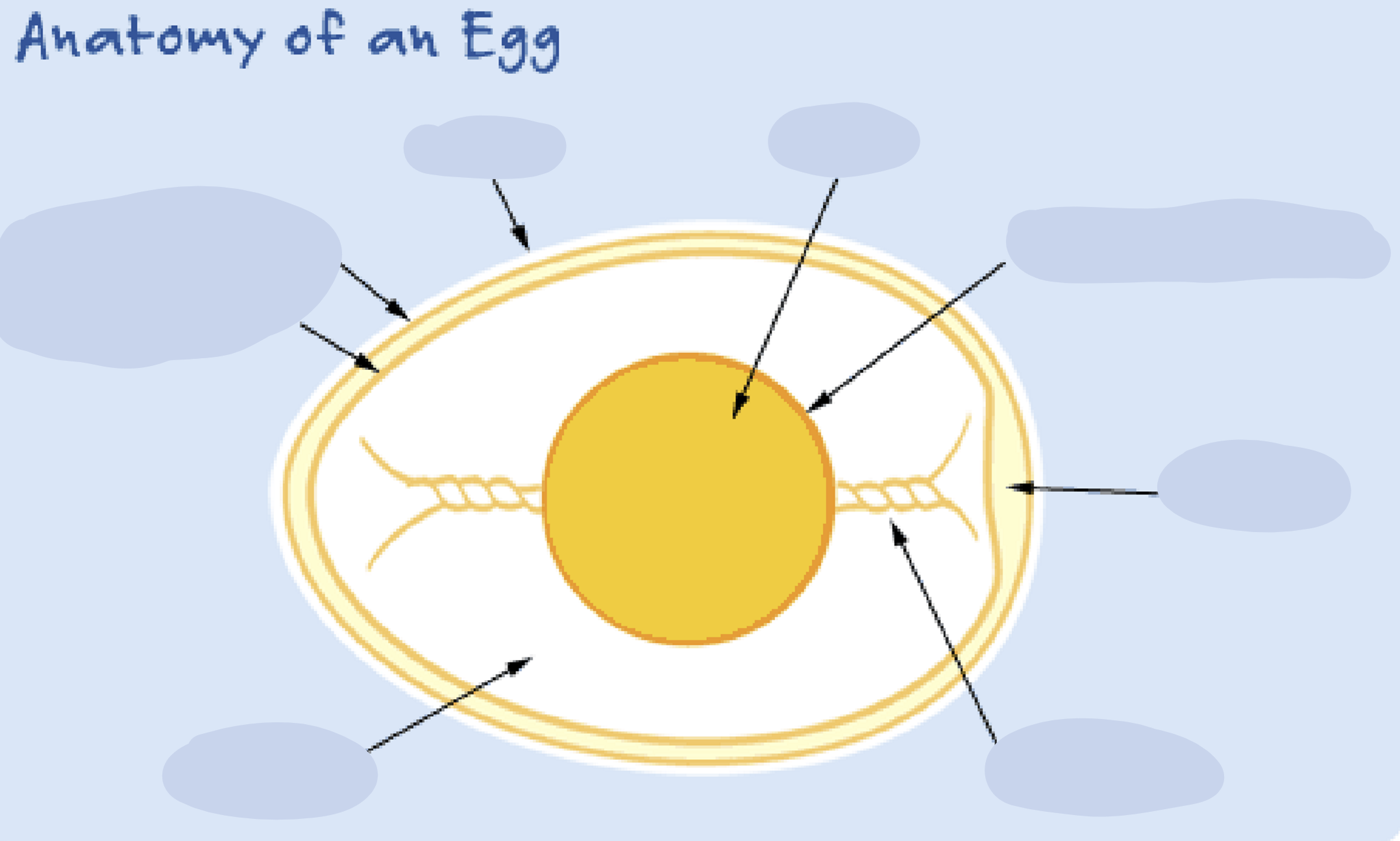Anatomy of an egg