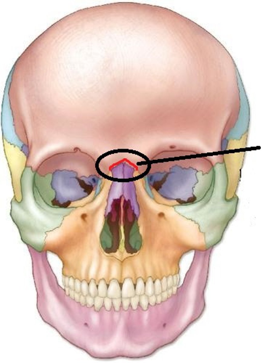 <p>A fibrous joint in the human skull that connects the frontal bone and the nasal bone.</p>