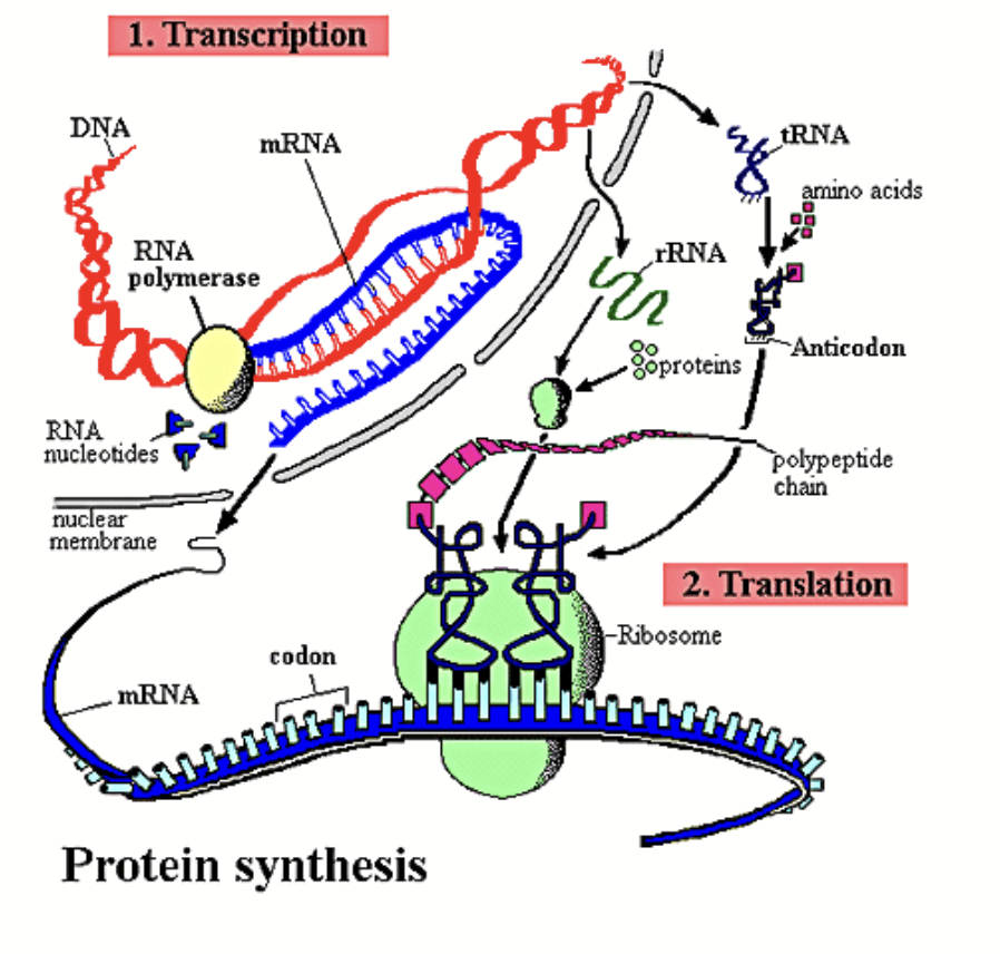 <p>Structure determined by the DNA sequence.</p><p>Refers to the <strong>polypeptide chain of amino acids.</strong></p><p>AAs are held together by peptide bonds; translation is helped by chaperone proteins in the cell.</p><p>A polypeptide chain has a carboxyl and amino terminus. <u>Counting of the AAs always starts from the amino end.</u></p>
