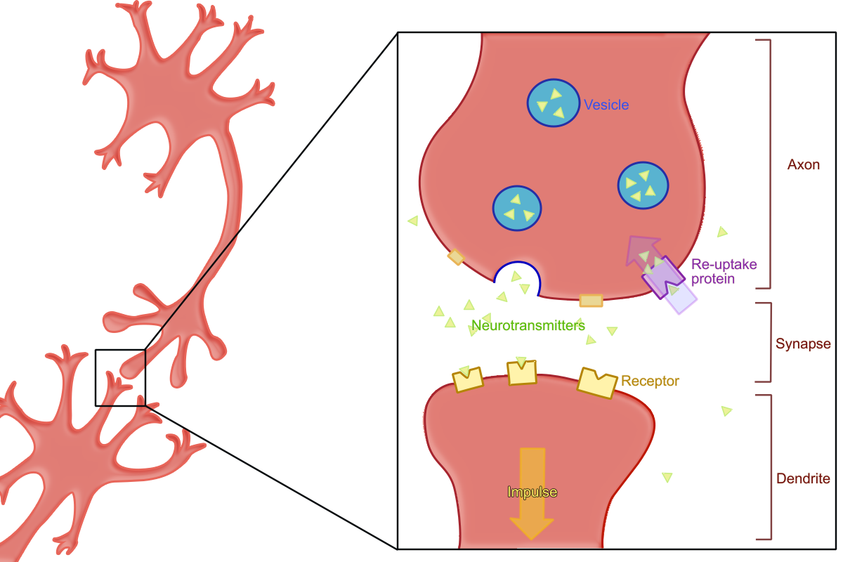 <p>what is <strong>reuptake</strong>?</p>