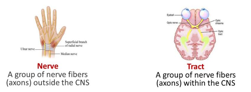 <p>Although both are collection of axons, tract is found in the CNS and nerve is found in the PNS.</p>