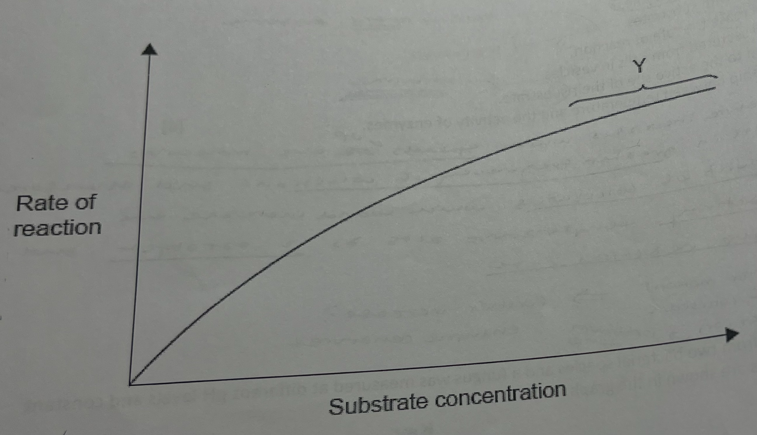 <p>the graph shows the effect of increasing the substrate concentration on the rate of an enzyme-catalyzed reaction. what is occuring during the phase indicated by section Y on the graph? </p><p>a. the active site of the enzyme is saturated</p><p>b. the enzyme becomes denatured</p><p>c. the substrate concentration has risen too high</p><p>d. the optimum rate is reached</p>
