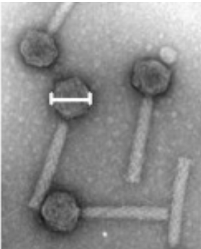These viruses infect the bacterium Escherichia coli. Which of the following MUST also be true?