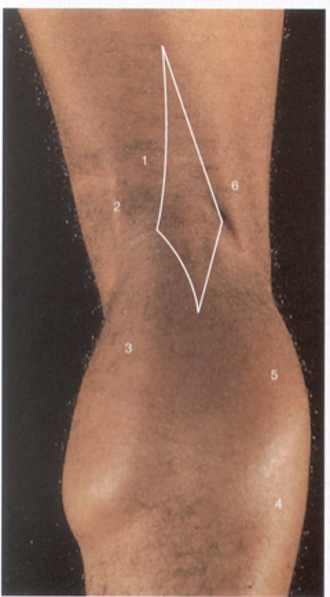 <p>posterior knee area</p>
