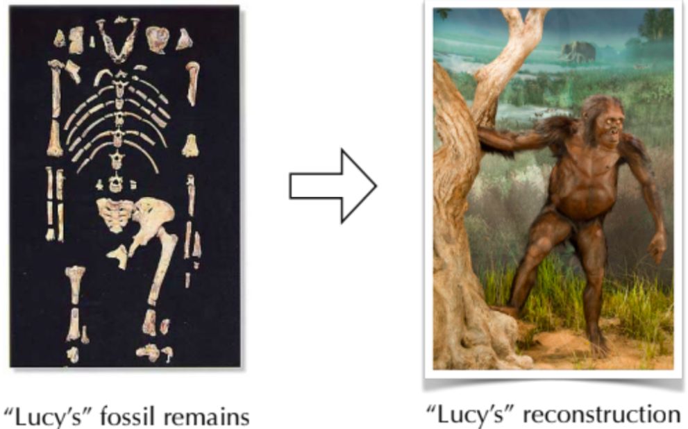 <ul><li><p>most organisms are reconstructed from only a few fossilized bones or bone fragments</p></li></ul>