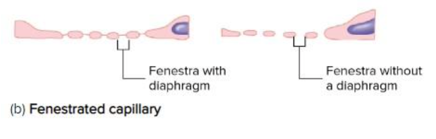 <p>highly permeable due to numerous fenestrae eg. intestinal villi, glomeruli in kidney and endocrine glands </p>