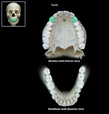 <p>canines</p>