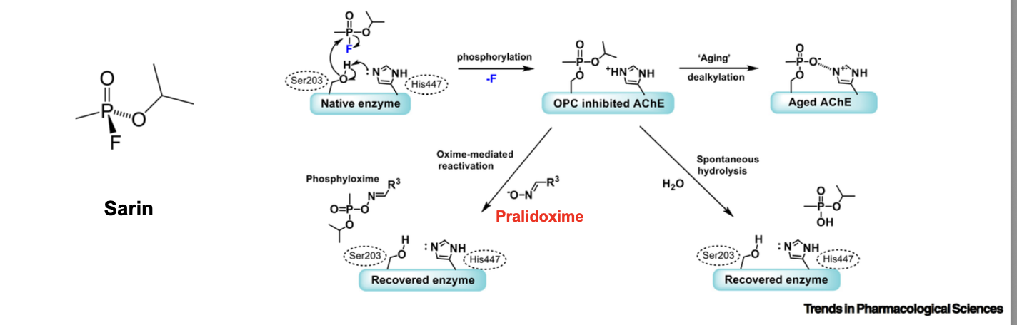 <ul><li><p>phosphonate esters are chemically <u>more stable</u> towards hydrolysis (harder to hydrolyze) and metabolically <u>more resistant</u> to esteraess and phosphatases (phosphate esters are even more stable than many amides)</p></li><li><p>rate of hydrolysis of the phosphorylated enzyme = <u>more slower</u> than that of the carbamylated enzyme and its rate is measured in hours. b/c the duration of action of these compounds if much longer than carbamate esters → referred to as irreversible inhibitors of AChE</p></li><li><p>aging is the result of <u>hydrolysis of 1 or more of the phosphoester bonds while leaving the AChE phosphorylated</u></p><ul><li><p>this rxn affords an anionic phosphate in which the phosphorus atom is much <u>less</u> electrophilic → less likely to undergo hydrolytic regeneration than original phosphoester</p></li><li><p>simple terms</p><ul><li><p>after an organophosphate inhibits AChE; one of its side groups can hydrolyze off → this change leaves a negatively charged phosphate on the enzyme, making the phosphorus less “electron loving” (electrophilic) → b/c its less reactive, antidotes can NO longer attack as easily so enzyme CANNOT be regen</p></li></ul></li></ul></li></ul><p></p>
