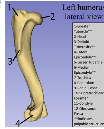 <p>Deltoid Tuberosity</p>