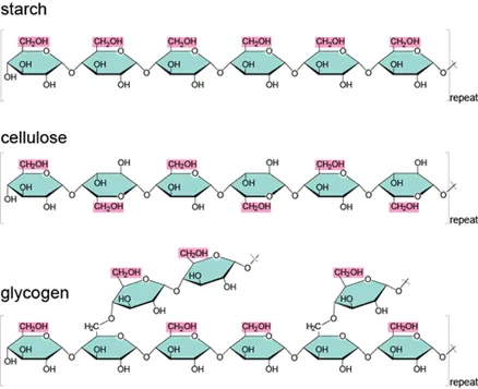 <p>Polysaccharide</p>