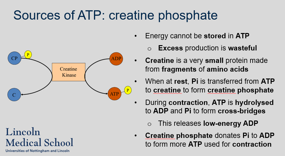 <p>Energy cannot be stored in ATP. Excess production is wasteful. Creatine is a very small protein made from fragments of amino acids.  When at rest, Pi is transferred from ATP to creatine to form creatine phosphate. During contraction, ATP is hydrolysed to ADP and Pi to form cross-bridges. This releases low-energy ADP. Creatine phosphate donates Pi to ADP to form more ATP used for contraction.</p>