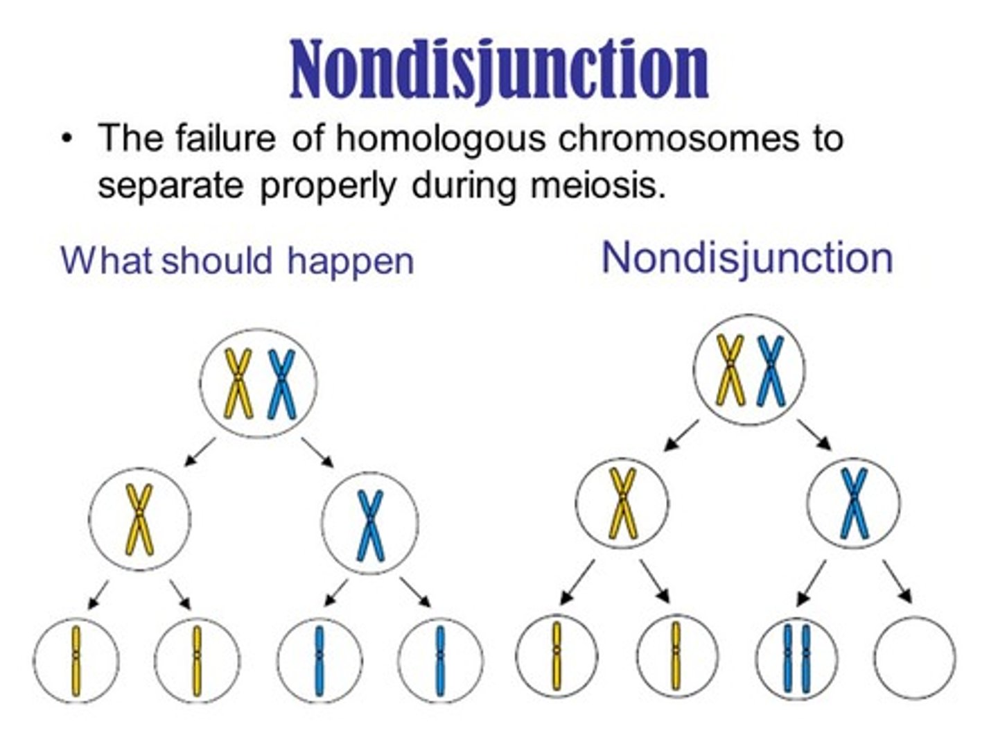 <p>During anaphase, sister chromatids (or homologous chromosomes for meiosis I) fail to separate and move to opposite poles of the cell.</p>