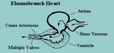 <p>receives blood from the ventricle and conducts it to the gills</p><ul><li><p>Has <strong>cardiac muscle + elastic CT</strong></p></li><li><p>Contains <strong>semilunar valves</strong> to prevent backflow of blood back into ventricle</p></li><li><p>Maintains steady blood pressure to ventral aorta</p></li><li><p><strong>Large</strong> in cartilaginous fishes; <strong>short</strong> in teleosts</p><ul><li><p>Teleosts compensate with a muscular <strong>Bulbus Arteriosus</strong></p></li></ul></li></ul><p></p>