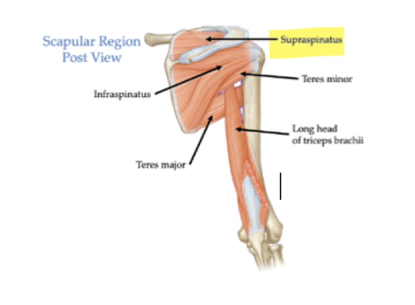 <p>Supraspinous fossa of scapula.</p>