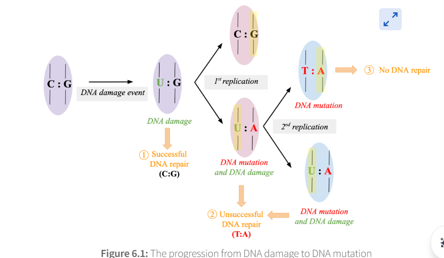 <p>after incorporttion of the mutation</p>