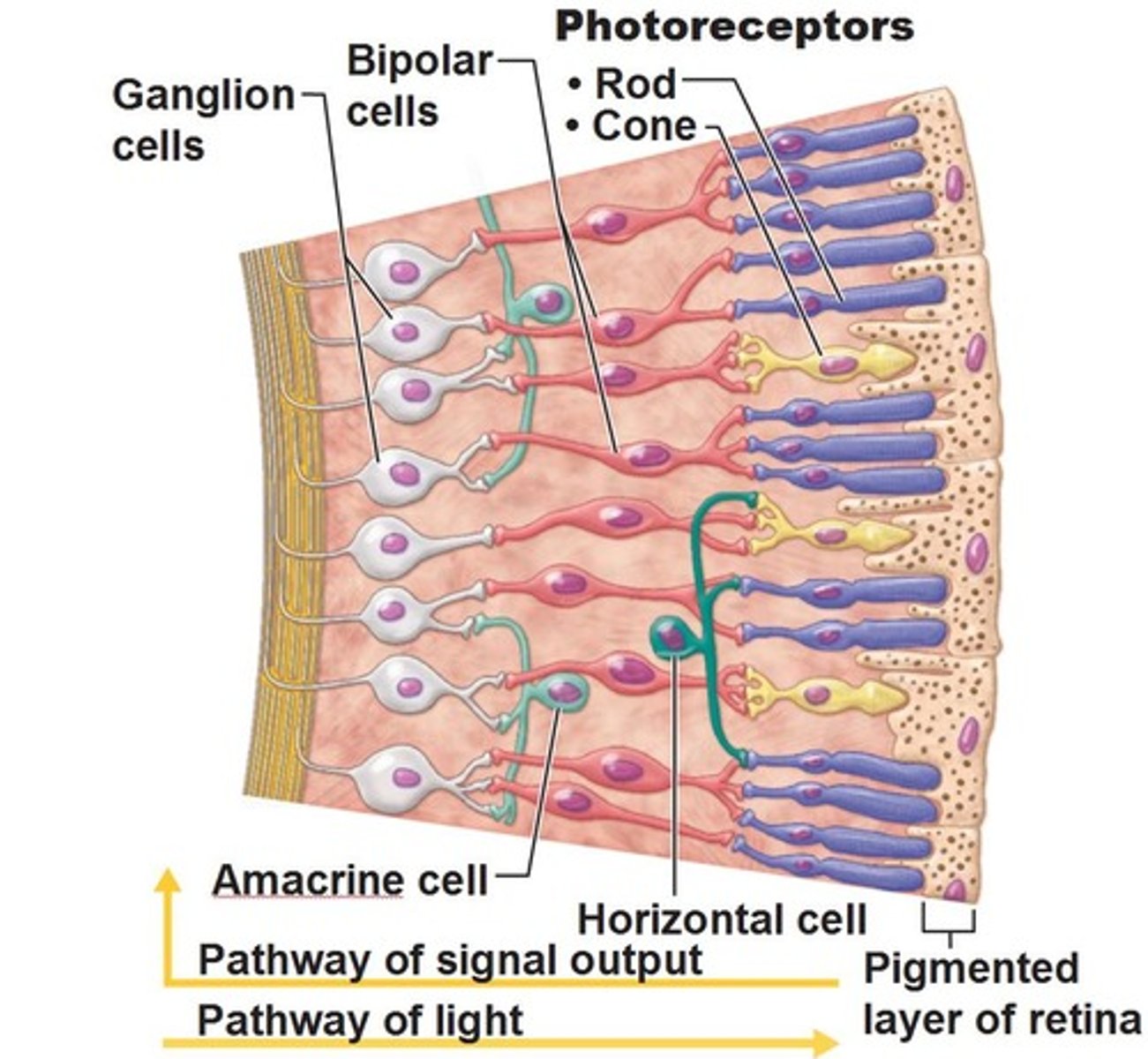 <p>Photoreceptors cells</p><p>rods</p><p>cones</p><p>bipolar cells</p><p>ganglion cells</p>