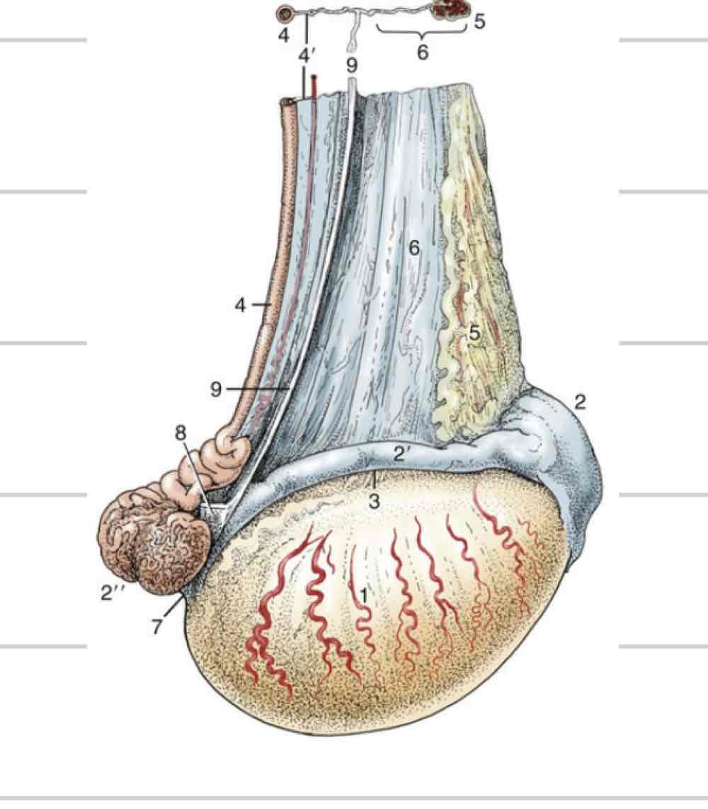 <ul><li><p>site of spermatogenesis where sperm are created from stem cells</p></li><li><p>Endocrine function, create and release hormones like testosterone</p></li><li><p>Ovoid/ellipsoidal shape</p></li><li><p>Smooth outer surface with a firm parenchyma</p></li><li><p>Orientation and size varies based on species</p></li></ul>