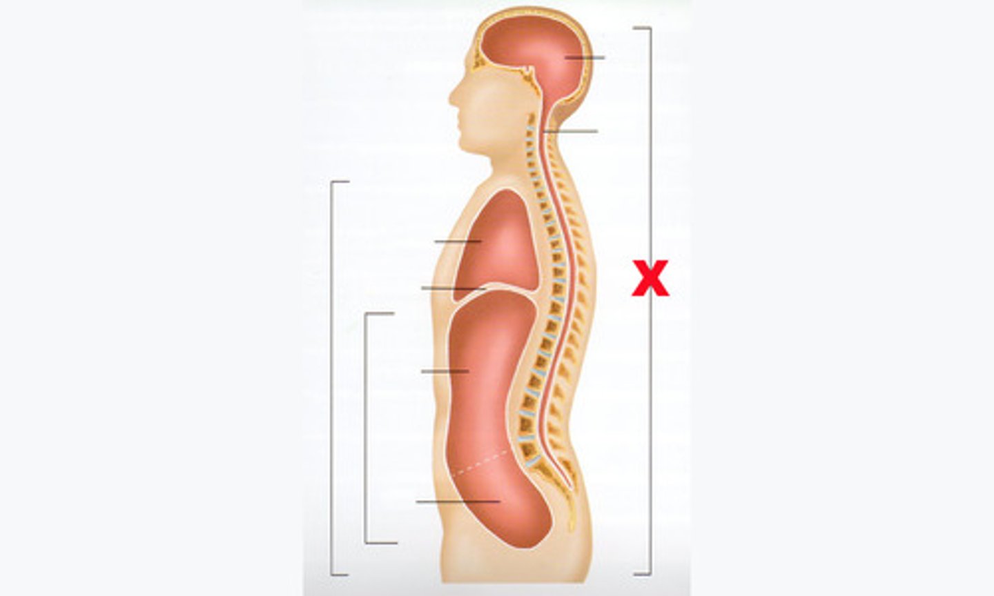 <p>contains the cranial cavity and the vertebral canal; brain and spinal cord</p>