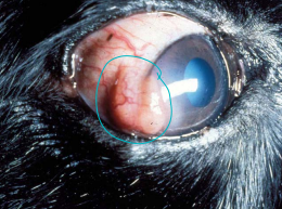<p><span style="background-color: transparent;"><strong><span>Nodular Granulomatous Episclerokeratitis (NGEK)</span></strong></span></p>