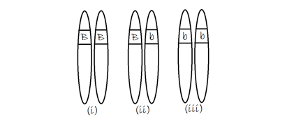 <p><em>Use the diagram below to answer the following questions.  These represent possible allele combinations for a rabbit.  These chromosomes carry the genes for fur color.  In rabbits, black fur is dominant over brown fur.</em></p><p>If a rabbit has the genotype represented by (ii) in the diagram above, they are considered to be ____ and will have ____ fur.</p>