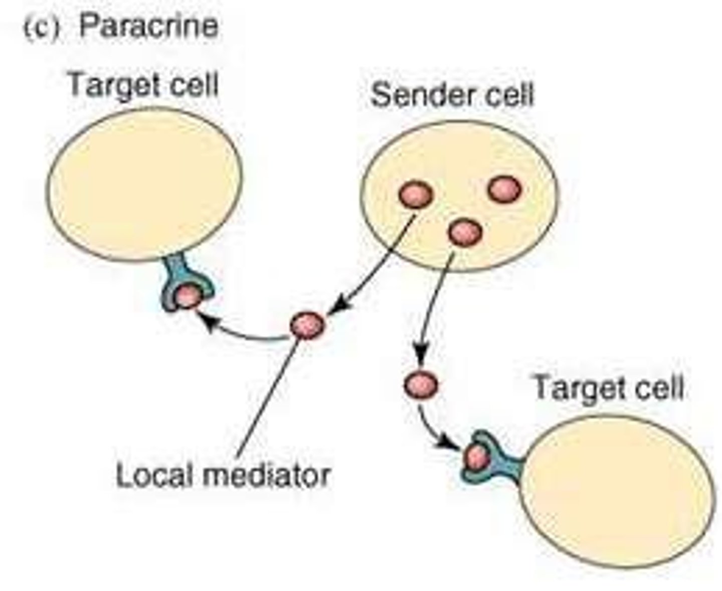 <p>Secreted ligands that target nearby cells at relatively high local concentrations (10^-9 - 10^-6 M) with lower affinity receptors and rapid responses.</p>