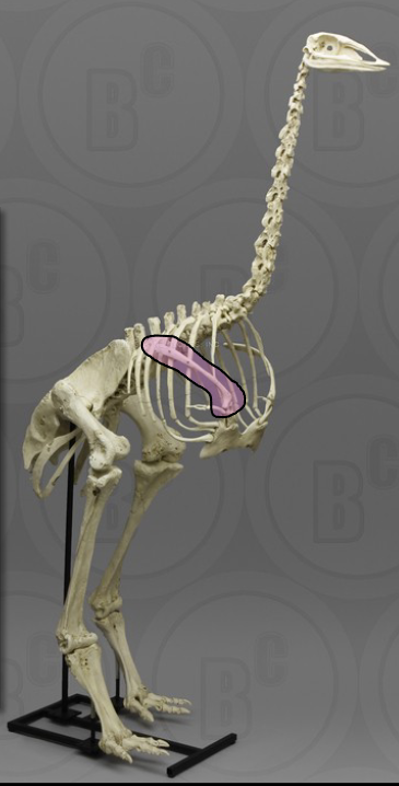 <ul><li><p>a long, thin <strong>scapula</strong> is typical of archosaurs</p></li><li><p>this scapula change allowed greater dexterity, speed, and power</p></li><li><p>later, exapted for <strong>flight stabilization</strong></p><ul><li><p>“priming the pump” for flighted bird’s existence</p></li></ul></li></ul><p></p>