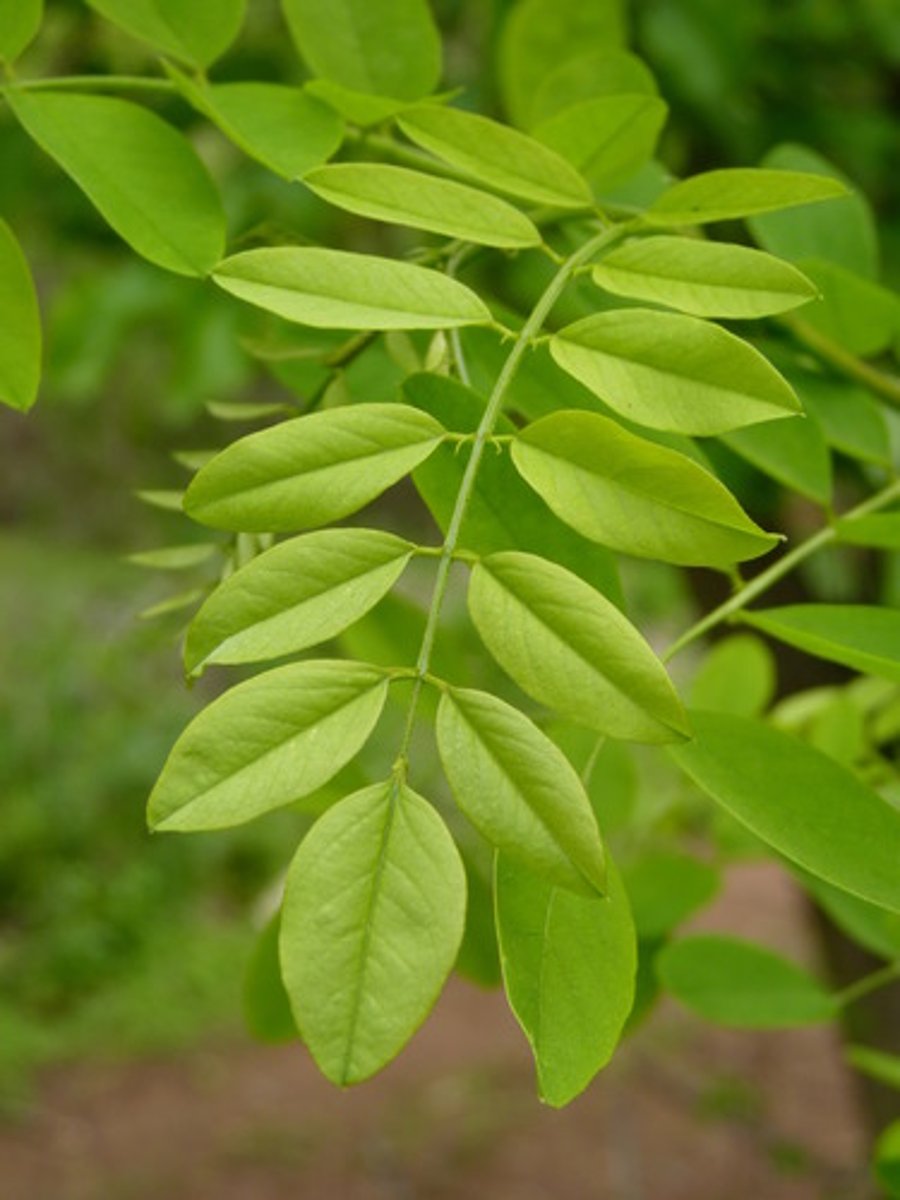 <p>Native <br>Leaf: compound, alternate, entire, pinnately veined, terminal leaflet <br>Other: nitrogen fixing, thorn</p>