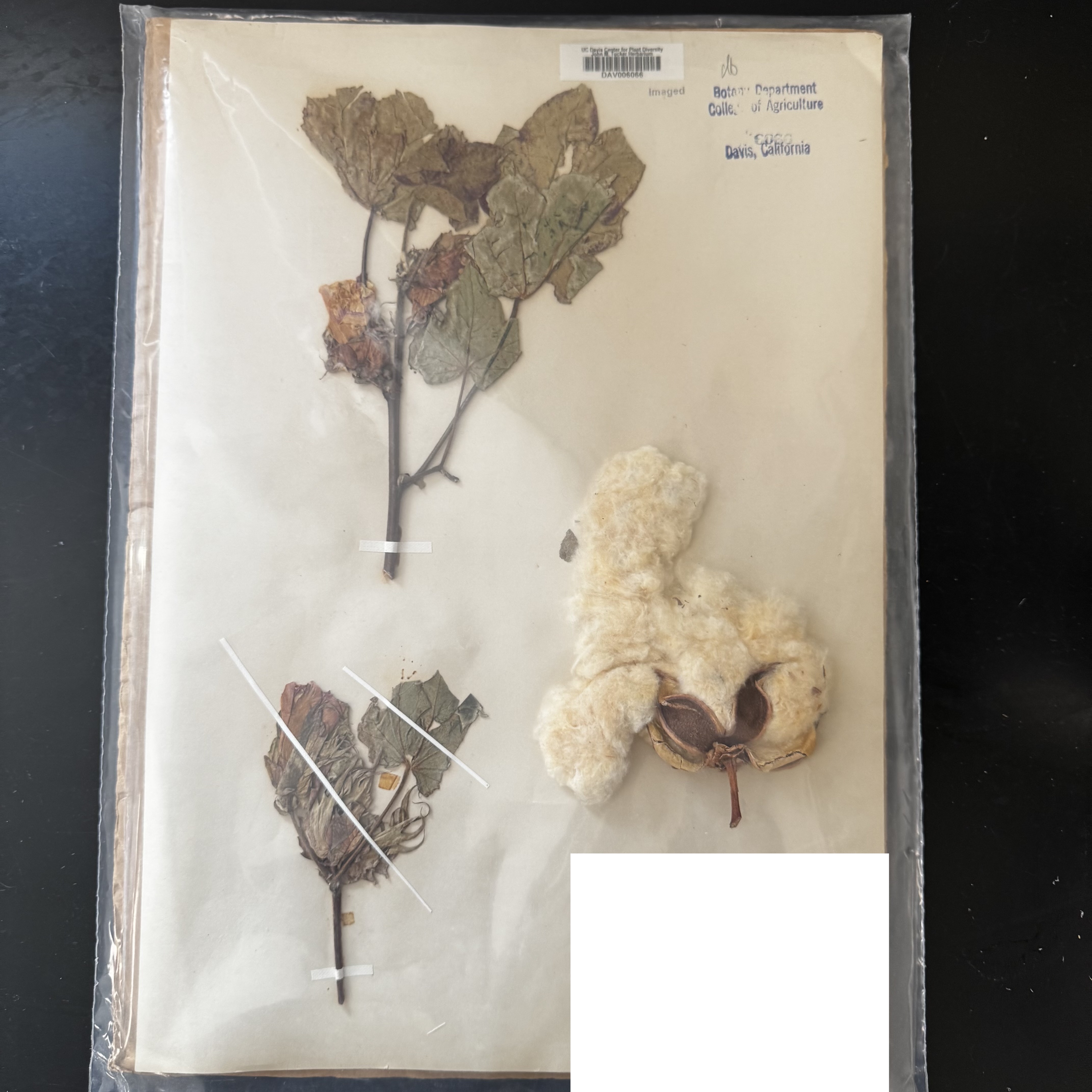 <p>What order, family, and genus?</p>