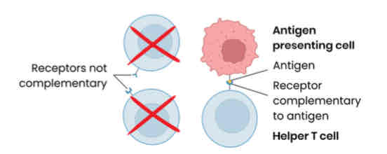 <p>Describe the response of T lymphocytes to a foreign antigen (the cellular response)</p><p><mark data-color="yellow">T lymphocytes recognise (antigens on surface of) antigen presenting cells eg. infected cells, phagocytes presenting antigens, transplanted cells, tumour cells etc.</mark></p>