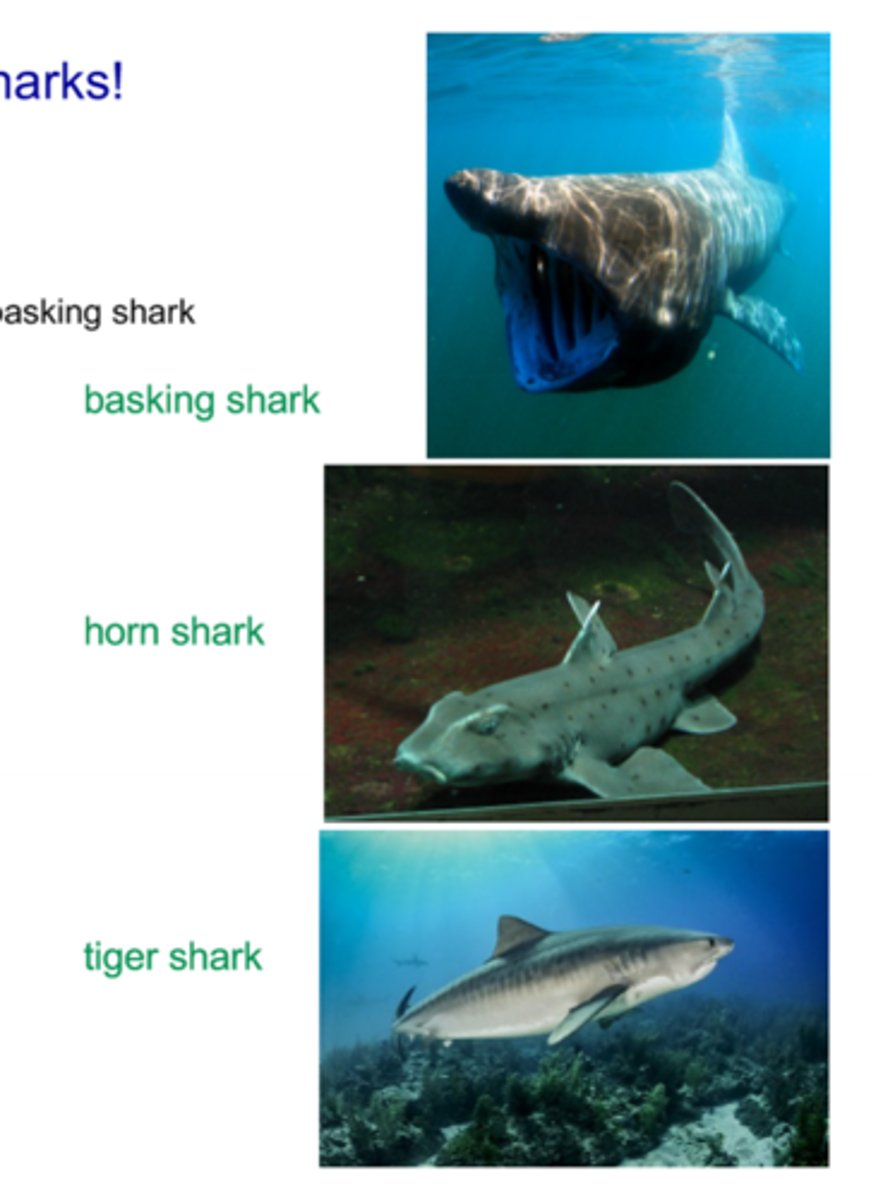 <p>- There are 520 species of sharks</p><p>- Sharks have existed for over 400 million years, existing even brefore trees (25 Mya)</p><p>- 3 Main Types:</p><p>- Plankton Feeding -- Basking shark and whale shark, eat lower trophic level organisms because they have higher energy and are found in greater abundances</p><p>- Shell Crackers -- Hammerhead dhark and horn shark, swim along bottom of ocean floor to stir up sediment ans sense prey buried in then sediments (mollusks, clams, crustaceans etc.), have mouths on the bottoms of their bodies to make catching them easier</p><p>- Hunters -- Tiger shark and tradiontal fish-hunting sharks, actively hunt</p>