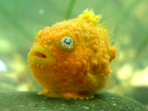 * 1-2 year lifespan
* terminal spawners
* eat small crustaceans
* inefficient swimmers