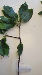 Viburnum lentago