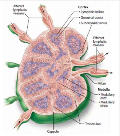 <p>The indented region on the concave side of the node leading into the efferent vessels </p>