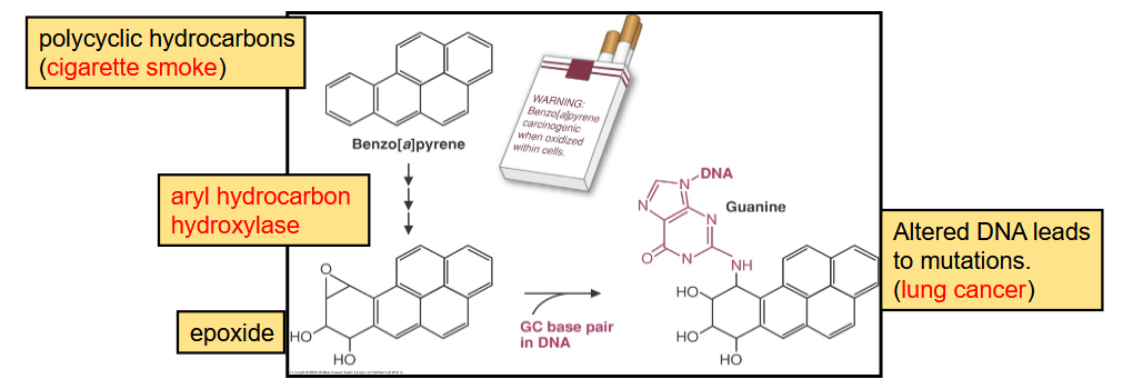 <ul><li><p>Environmental risk factor: cigarette smoke</p></li><li><p>Susceptibility genes: aryl hydrocarbon hydroxylase genes</p><ul><li><p>Induced by cigarette smoke</p></li><li><p>Have high-inducibility and low-inducibility alleles</p></li><li><p>High-inducibility alleles produce more enzymes, which will generate more epoxides</p></li></ul></li></ul><p></p>