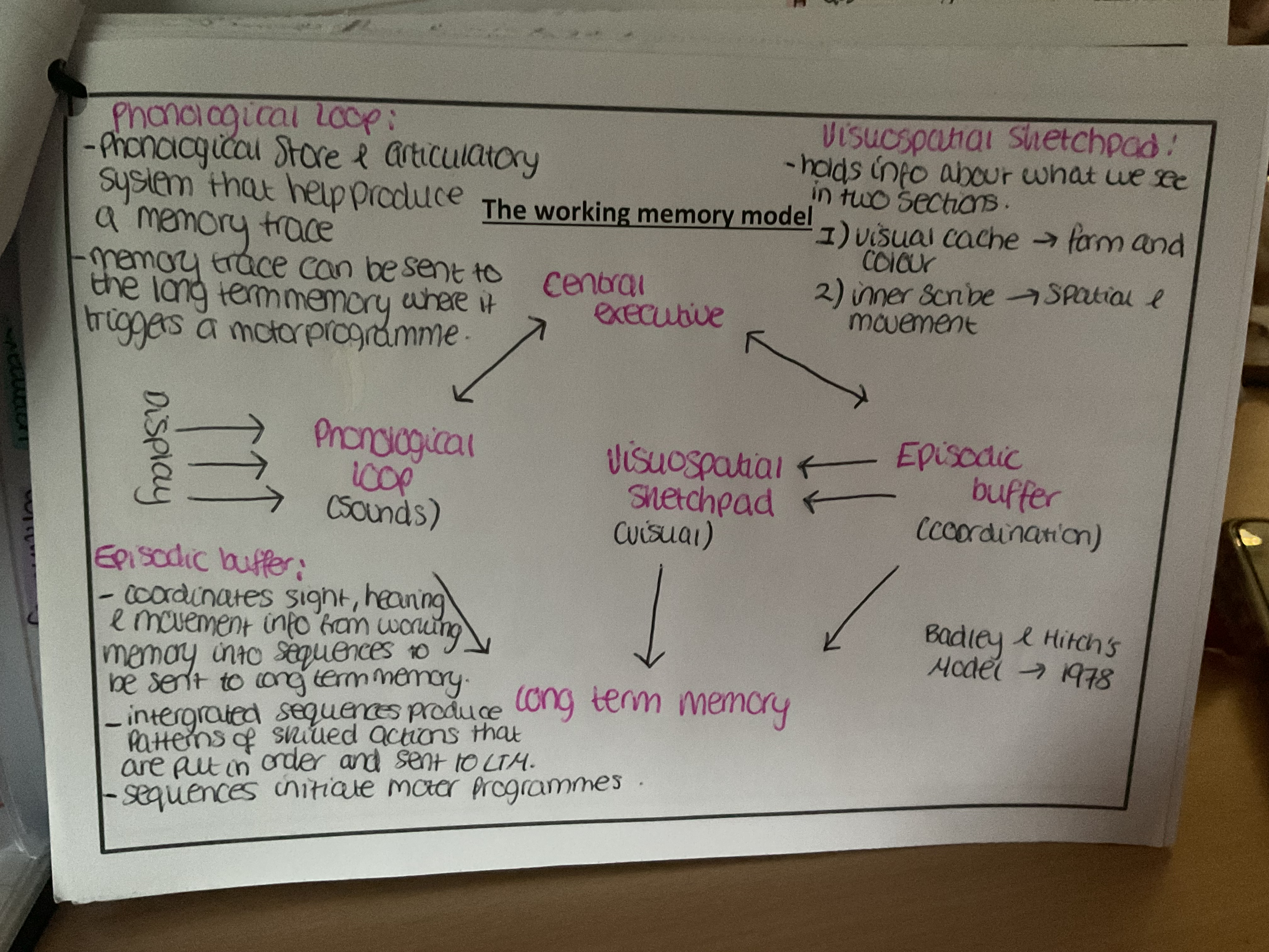 <p>Badley and Hitch </p><ul><li><p>central executive </p></li><li><p>Phonological loop and episodic buffer</p></li><li><p>Visuospatial sketch pad </p></li><li><p>Long term memory </p></li></ul><p></p>