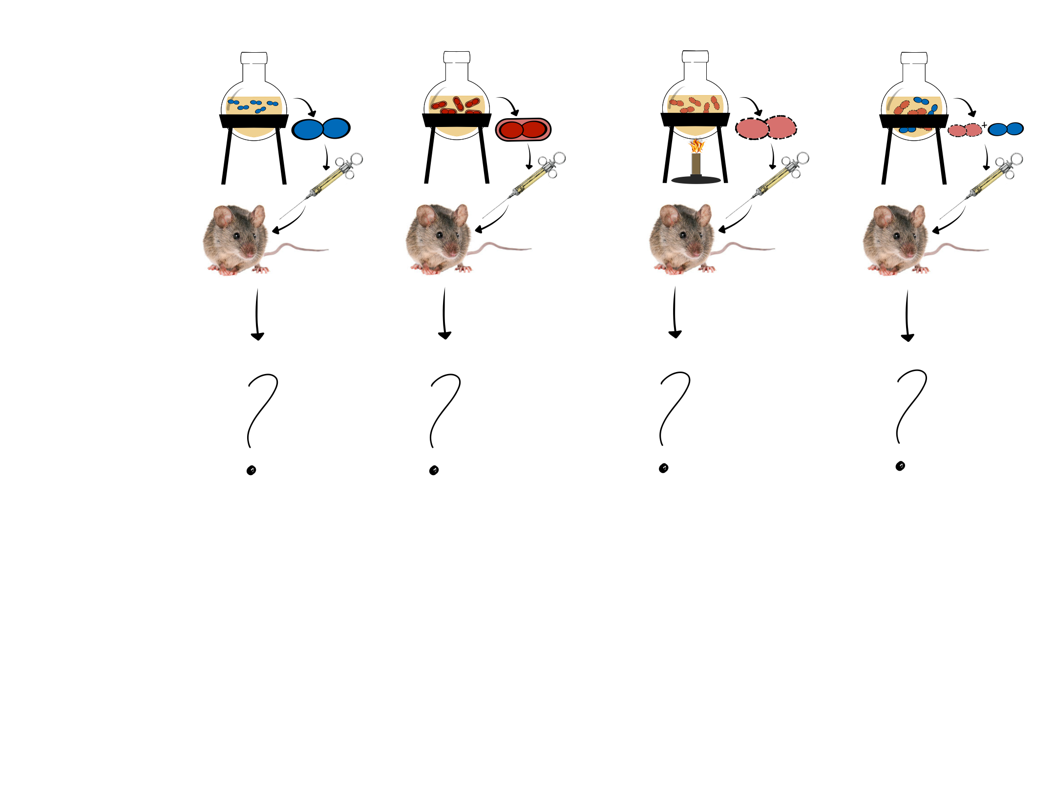 <p>Which experiment is pictured?</p>