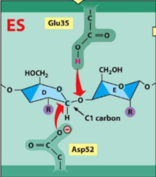 
1. sugar D is forced into a strained conformation
2. Gly35 serves as an acid to donate a H+ to sugar E
3. Asp52 attacks C1 of Sugar D, TRANSIENT COVALENT BONDS form between Asp and Sugar D
4. Hydrolysis of glycosidic bond (sugar-sugar bond)
5. Glu35 polarizes the water molecule, oxygen attacks C1
6. COVALENT BOND BROKEN between Asp and C1 (sugar D)
7. Lysozyme returned to initial state (EP formation)

review the slide for this - definitely on exam