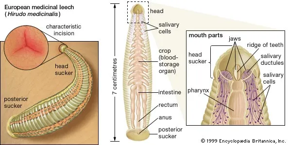 <ul><li><p>Leeches </p></li><li><p>Freshwater, some terrestrial </p></li><li><p>Shared features with oligochaetes </p></li><li><p>Lack setae and septa - movement is different, suckers are used for an “inchworm” motion </p></li><li><p>Suckers adapted to attachment, <mark data-color="yellow" style="background-color: yellow; color: inherit;">reduced coelom - </mark>filled mesenchyme </p></li><li><p>Feeding/sucking proboscis </p></li></ul><p></p>