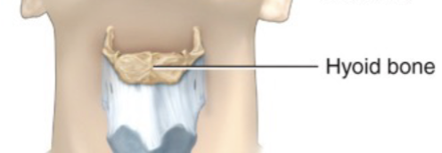 <p>Hyoid bone</p>